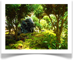 Dapacu Mini Forest